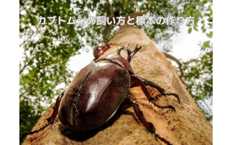 カブトムシ 標本セット 5匹 カブトムシ 標本セット 5匹 カブトムシ 標本セット 5匹 初めての